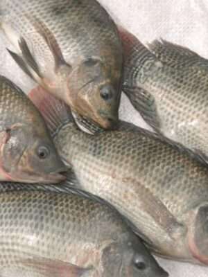 Tilapia Fish