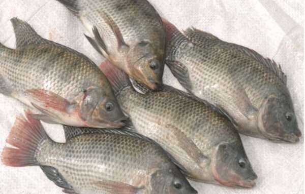 Tilapia Fish