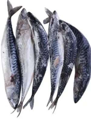 Norway Mackerel Fish