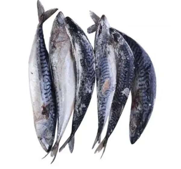 Norway Mackerel Fish